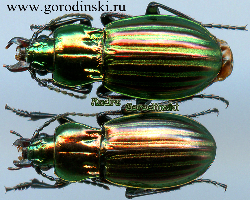 http://www.gorodinski.ru/carabidae/Aristochroa perelegans.jpg